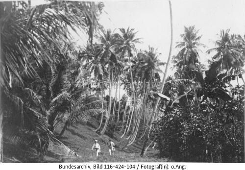 Indonesien, Palmenwald