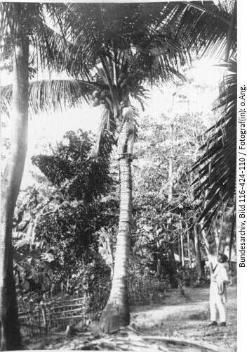Indonesien, Kokosnuss-Ernte
