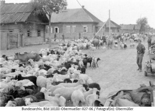 Russland, Schafe und Rinder