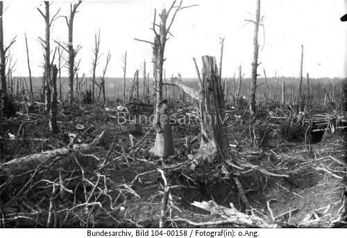 Frankreich, Argonnen, zerstörter Wald