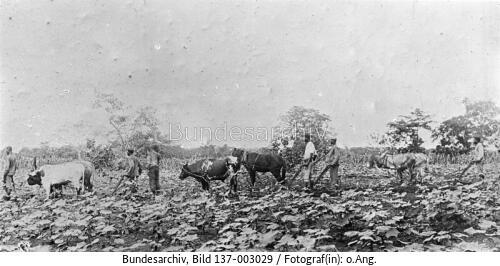 Togo, Pflügen eines Baumwollfeldes