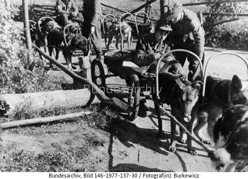 Russland, lettische SS-Freiwillige mit Hunden