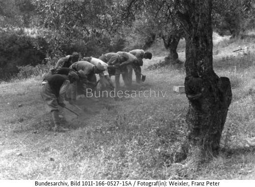 Kreta, Kriegsgefangene, Feldarbeit