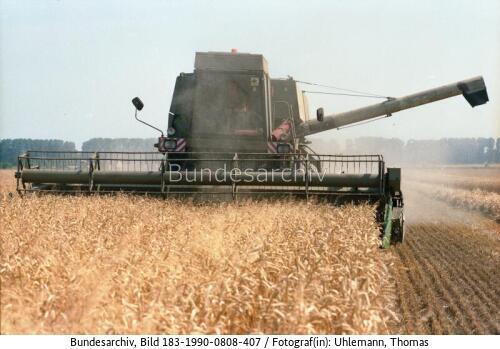 Osterweddingen, Mähdrescher bei der Ernte
