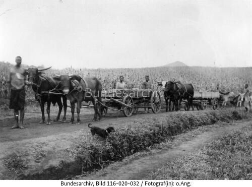 Kamerun, Kolonne von Ochsenwagen