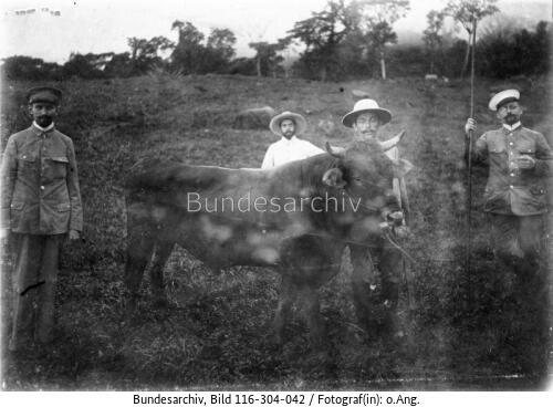 Kamerun, bei Buea, Viehzucht