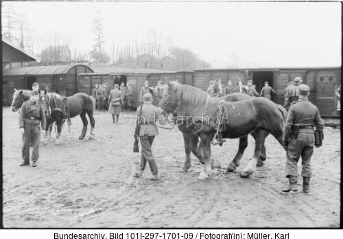 Belgien (?), Nachschub per Eisenbahn, Pferde