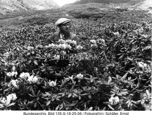 Tibetexpedition, Schäfer in Rhododendronbüschen