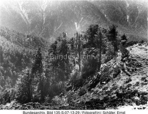Tibetexpedition, Landschaftsaufnahme, Baumgrenze