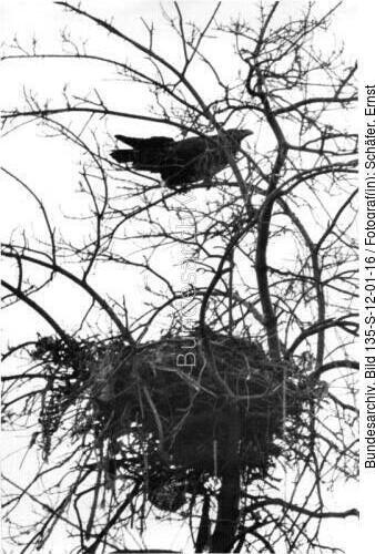 Tibetexpedition, Kolkrabe mit Nest