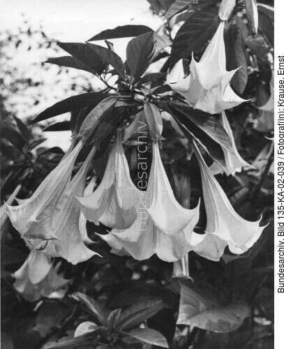 Tibetexpedition, Trichterblume