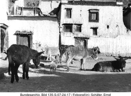 Tibetexpedition, Straße in Gyantse, Esel