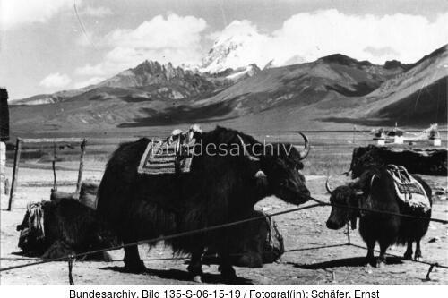 Tibetexpedition, Jakkarawane