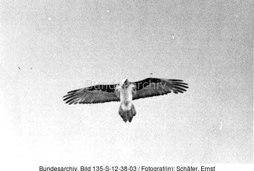 Tibetexpedition, Bartgeier
