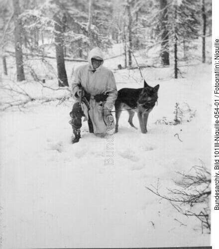 Norwegen, Hundeausbildung