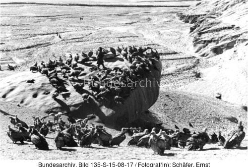Tibetexpedition, Himmelsbestattung, Geier