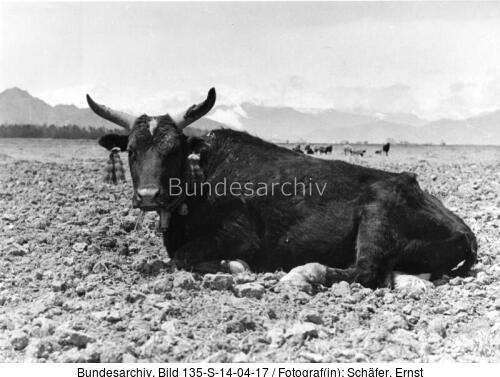 Tibetexpedition, Rind