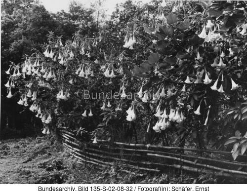 Tibetexpedition, Trompetenblumen