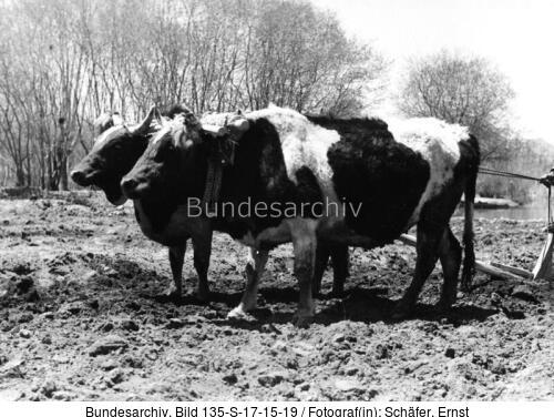 Tibetexpedition, Pflügen, Gespann