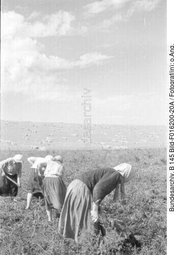 Russland, Bäuerinnen bei der Ernte
