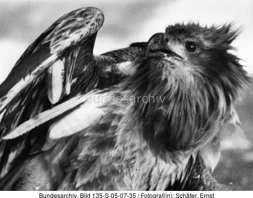 Tibetexpedition, Seeadler