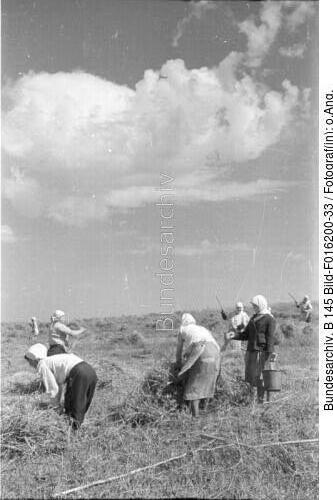 Russland, Bäuerinnen bei der Ernte