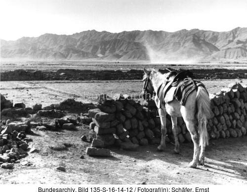 Tibetexpedition, Landschaftsaufnahme, Pferd