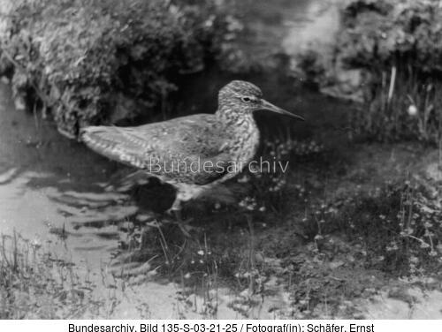 Tibetexpedition, Rotschenkel im Moor