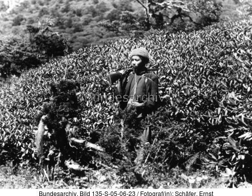 Tibetexpedition, Tibeter, Rhododendron