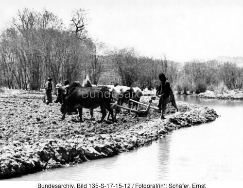 Tibetexpedition, Pflügen