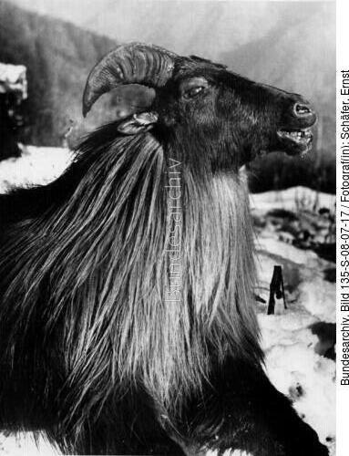 Tibetexpedition, Erlegtes Schapi