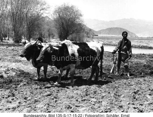 Tibetexpedition, Pflügen, Gespann
