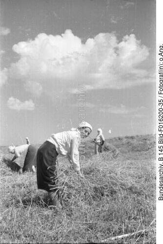 Russland, Bäuerinnen bei der Ernte