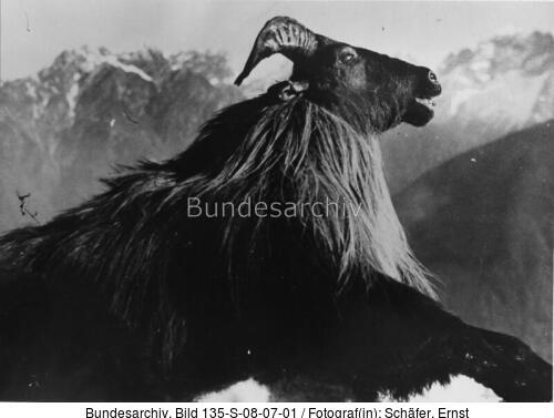 Tibetexpedition, Erlegtes Schapi