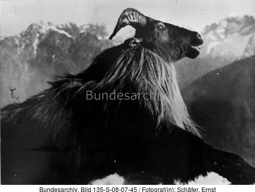 Tibetexpedition, Erlegtes Schapi