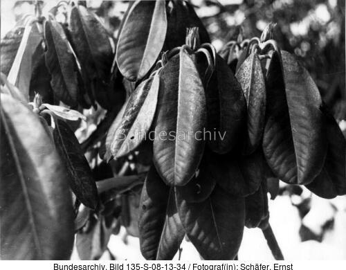 Tibetexpedition, Rhododendron