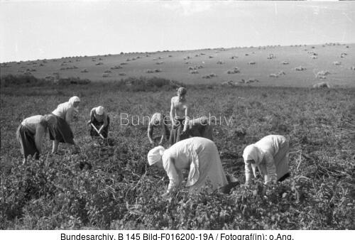 Russland, Bäuerinnen bei der Ernte