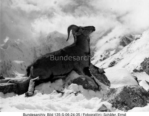 Tibetexpedition, Erlegter Blauschafwidder