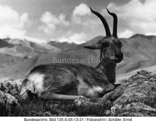 Tibetexpedition, Gazellenbock