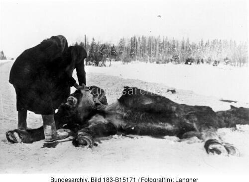 Russland, Zivilisten, Pferd-Ausschlachten