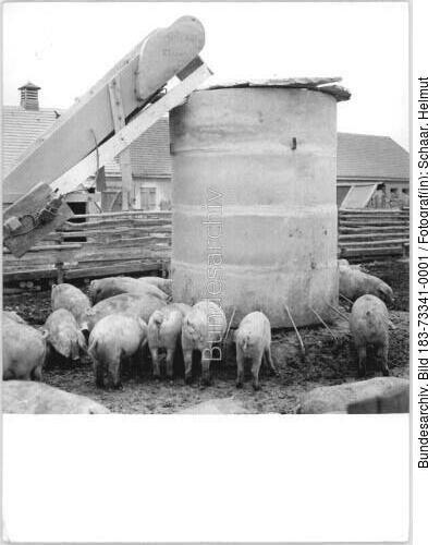 Börln, Schweine am Futterautomat