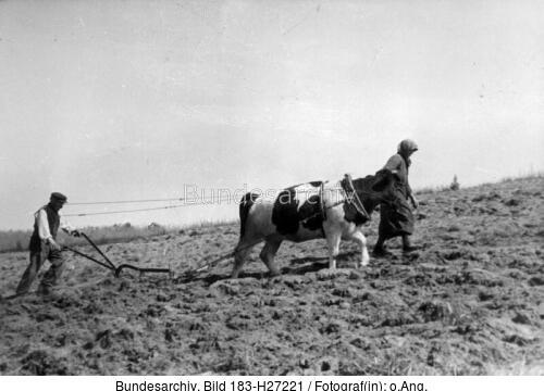 Randow / Mecklenburg, Pflügen mit dem Ochsen