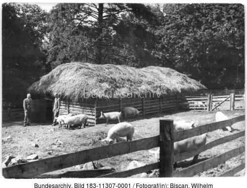 Tierzucht-Hauptgut Hundisburg, Schweineställe