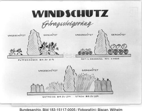 Infografik, Windschutz, Ertragssteigerung
