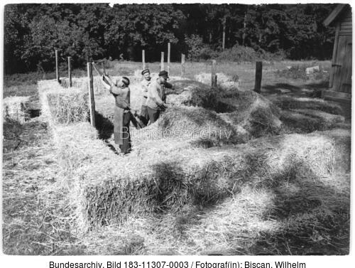 Tierzucht-Hauptgut Hundisberg, Schweineställe aus Stroh