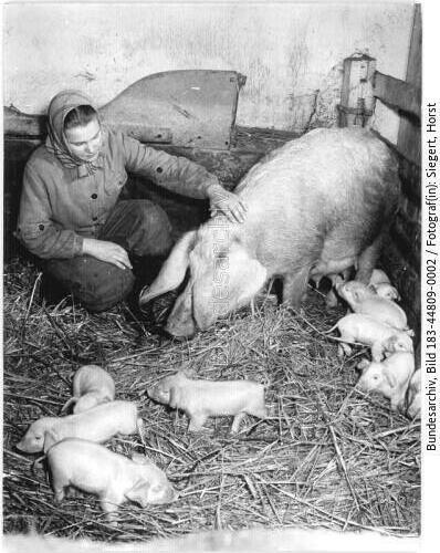 Jahnishausen, Bäuerin mit Sau und Ferkeln