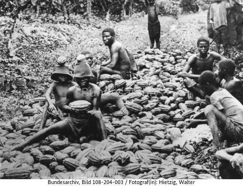 Kamerun, Kakao-Ernte