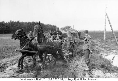 Russland-Süd, Bauer, Pferdewagen