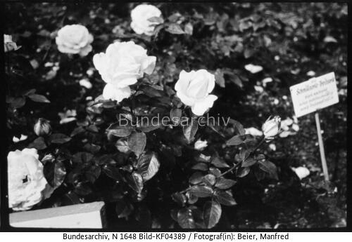 Markkleeberg, Gartenbauausstellung, Rosen