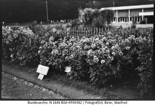 Markkleeberg, Dahlien